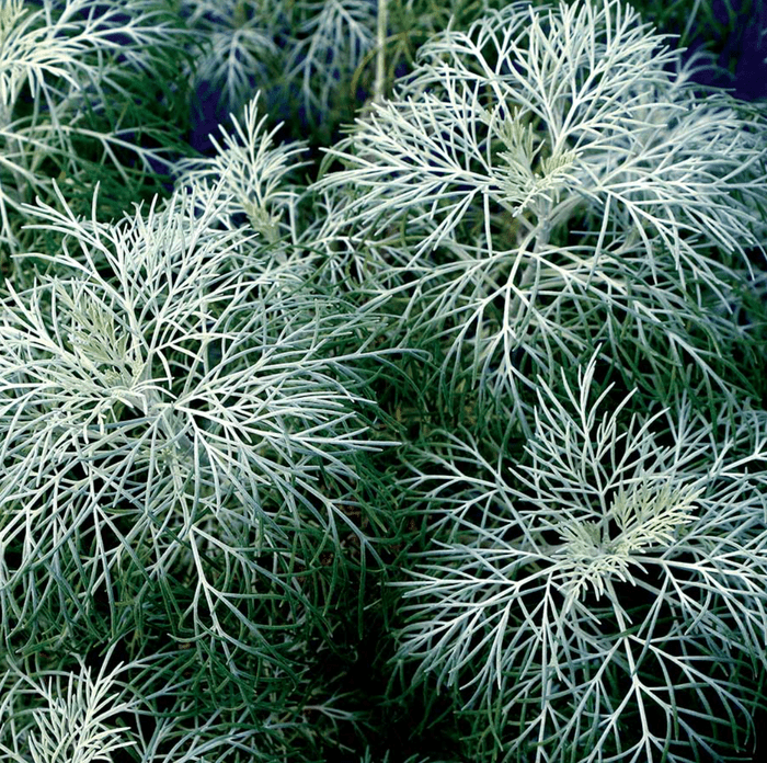 Top 10 Trendy Teal Plants for Your Garden